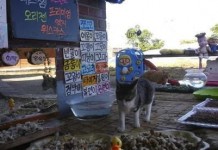 เทรนด์ไลฟ์สตรีมต้องมา! คนเกาหลีฮิตดูแมวจรกินข้าวผ่านไลฟ์