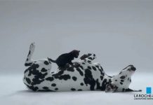 ลา โรช-โพเซย์ คว้ารางวัล “กรังด์ปรีซ์ เดอ ลา คอมมูนิเคชั่น โซลิแดร์” จากแคมเปญรณรงค์ตรวจเช็คมะเร็งผิวหนัง ‘Skin Checker’