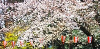 เจแปนแฟนคลับคิดหนัก ! ญี่ปุ่นเล็งเก็บภาษีท่องเที่ยว sayonara tax