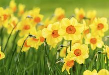 Chiangmai Flora 2017 : Blooming in the air The best Memories ดอกไม้บานกับความทรงจำที่หวนคิดถึง