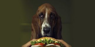 Burger King เพิ่มเมนูอาหารน้องหมา!