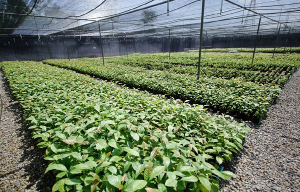 เนสกาแฟ..บ่มเพาะเกษตรกรชาวสวนกาแฟรุ่นเยาว์ กับโครงการ “Junior Coffee Farmer”