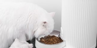 Xiaomi วางขายเครื่องให้อาหารแมวอัตโนมัติ สั่งได้ผ่านแอป ในราคาไม่ถึง 1,000 บาท