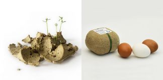 รีไซเคิลได้ 100%! “ลังไข่” มีค่าอย่าทิ้ง ใช้เสร็จเอาไปปลูกกลายเป็น “ต้นถั่ว” บำรุงดินได้ทันที