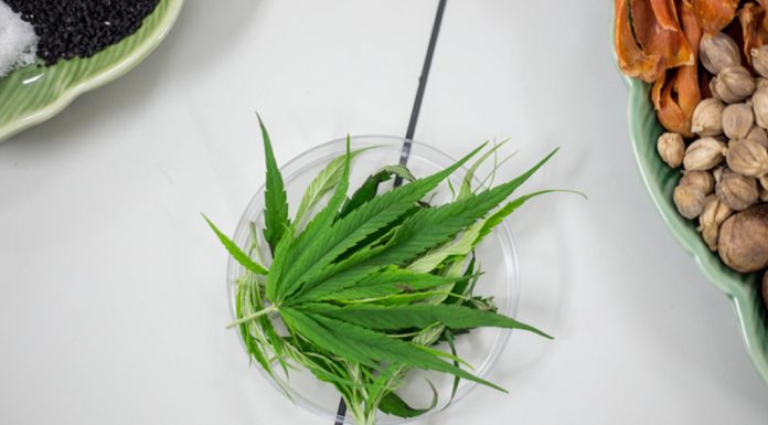 เพราะขาดแคลน “บุคลากร” มหาวิทยาลัยดังในอเมริกาต่างออกมาประชันหลักสูตร “กัญชาศาสตร์” คาดมีงานรองรับ 467,000 ตำแหน่งในปี 2022