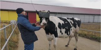 รัสเซียทดลองให้ “วัว” สวมแว่น VR จำลองทุ่งนาฤดูร้อน หวังช่วยผ่อนคลายเพิ่มผลผลิต