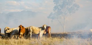 เกษตรกรปวดใจ “ออสเตรเลีย” เสี่ยงขาดแคลนผลิตภัณฑ์นม หลังปศุสัตว์ตายจากไฟป่า