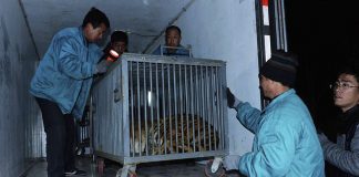 บทเรียนชั้นดี! จีนรับรองกฎหมาย “ห้ามค้า-บริโภค-ขนส่ง” สัตว์ป่าทุกชนิด