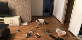 ตามติดภารกิจอาสา “ช่วยชีวิตสัตว์เลี้ยง” นับหมื่นตัวที่กำลังอดตาย หลังปิดเมืองอู่ฮั่น