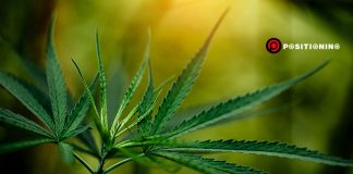 ครม.ปลดล็อก “กัญชง” ปลูกได้บ้านละไร่ ปั้นพืชเศรษฐกิจใหม่แสนล้าน