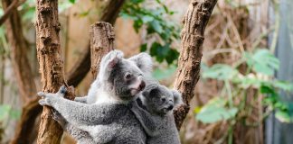 รัฐควีนส์แลนด์เพิ่มมาตรการ คุมเข้มพื้นที่พิเศษสำหรับคุ้มครองโคอาลา 3.6 ล้านไร่