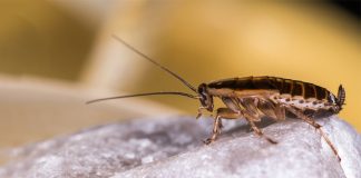 สวนสัตว์หัวใสให้ลูกค้าตั้งชื่อ “แมลงสาบ” ตามชื่อ “แฟนเก่า” ก่อนโยนให้นกกินรับวาเลนไทน์