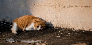 Save น้อง! “เซินเจิ้น” กลายเป็นเมืองแรกของจีน ประกาศกฎหมายห้ามกินแมว และสุนัข