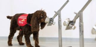 อังกฤษ เริ่มทดสอบว่า “สุนัข” ดมกลิ่นหาเชื้อ COVID-19 ในมนุษย์ได้หรือไม่