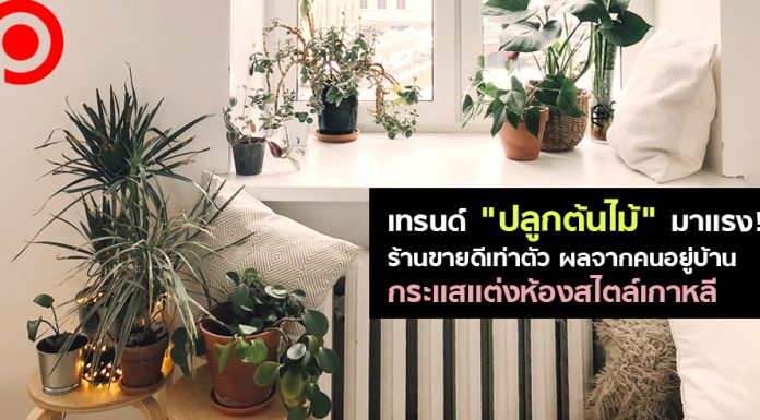 เทรนด์ “ปลูกต้นไม้” มาแรง! ร้านขายดีเท่าตัว ผลจากคนอยู่บ้าน-กระแสแต่งห้องสไตล์เกาหลี