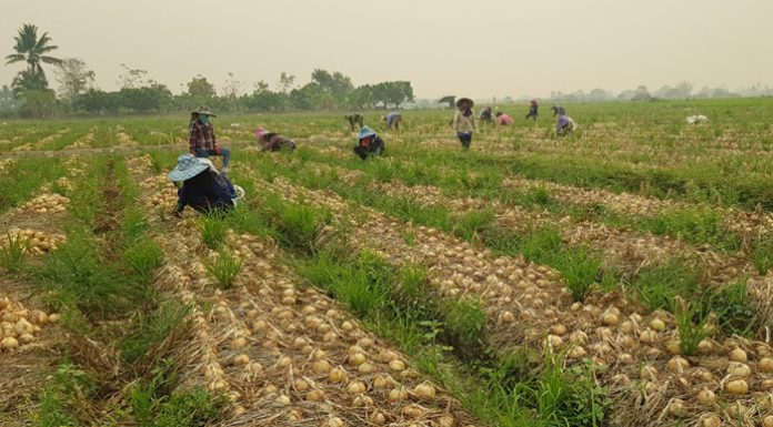 บิ๊กซี เดินหน้าช่วยเหลือกลุ่มเกษตรกรภาคเหนืออย่างต่อเนื่อง รับซื้อตรงผักและผลไม้ กว่า 1,000 ตัน