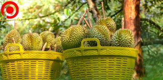 อานิสงส์จาก “ตลาดจีน” ดันผลผลิต “ทุเรียนไทย” พุ่งสูงอย่างต่อเนื่อง