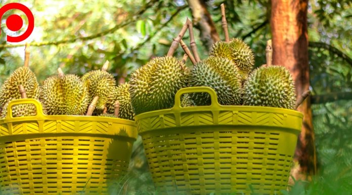 อานิสงส์จาก “ตลาดจีน” ดันผลผลิต “ทุเรียนไทย” พุ่งสูงอย่างต่อเนื่อง