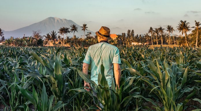 “ท่องเที่ยวเชิงเกษตร” เทรนด์ที่กำลังมาแรง เมื่อคนเมืองอยากสัมผัสชีวิตชนบท หนี COVID-19 ท่องเที่ยวเชิงเกษตร