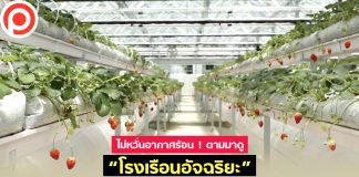 ไม่หวั่นอากาศร้อน ! ตามมาดู “โรงเรือนอัจฉริยะ” นวัตกรรมปลูกสตรอว์เบอรี ดอกไม้เมืองหนาว ในเมืองไทย