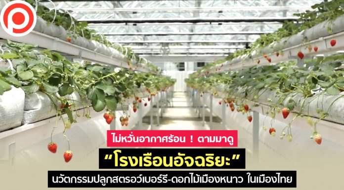 ไม่หวั่นอากาศร้อน ! ตามมาดู “โรงเรือนอัจฉริยะ” นวัตกรรมปลูกสตรอว์เบอรี ดอกไม้เมืองหนาว ในเมืองไทย
