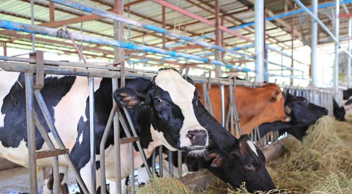 “โฟร์โมสต์” ชี้ต้นทุนนมนอกต่ำกว่านมไทย 35-50% แนะต้องปรับตัวก่อนเปิด FTA แดนจิงโจ้-กีวี่ ปี 64