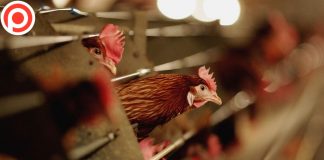 เคราะห์ซ้ำ! ญี่ปุ่นพบ “ไข้หวัดนกชนิดก่อโรครุนแรง” ในฟาร์มไก่ เตรียมกำจัดกว่า 3 แสนตัว ฟาร์มไก่