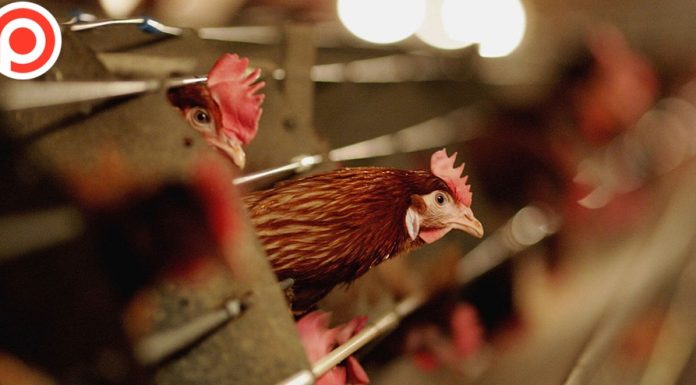 เคราะห์ซ้ำ! ญี่ปุ่นพบ “ไข้หวัดนกชนิดก่อโรครุนแรง” ในฟาร์มไก่ เตรียมกำจัดกว่า 3 แสนตัว ฟาร์มไก่