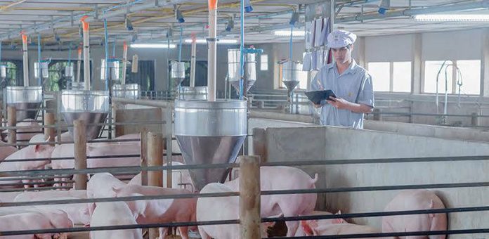 ซีพีเอฟ ทุ่มวิจัยพัฒนาการเลี้ยงสุกรเพื่อการเติบโตของอุตสาหกรรมอย่างยั่งยืน มองโรคระบาดยังทำให้สุกรขาดตลาด ราคาปีหน้ายังยืนสูง