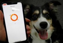 สตาร์ทอัพเกาหลี ผุด ‘ปลอกคออัจฉริยะ’ ใช้ระบบ AI บอกอารมณ์ของสุนัขจาก ‘เสียงเห่า’