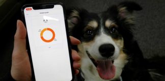 สตาร์ทอัพเกาหลี ผุด ‘ปลอกคออัจฉริยะ’ ใช้ระบบ AI บอกอารมณ์ของสุนัขจาก ‘เสียงเห่า’