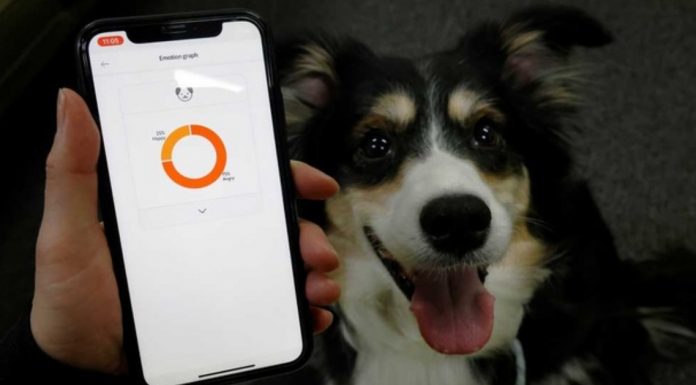 สตาร์ทอัพเกาหลี ผุด ‘ปลอกคออัจฉริยะ’ ใช้ระบบ AI บอกอารมณ์ของสุนัขจาก ‘เสียงเห่า’