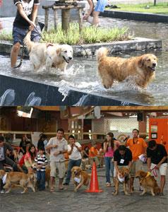 Chic & Chill Dog Day @ Horseshoe Point